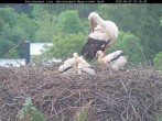 Archiv Foto Webcam Nationalpark Bayerischer Wald - Storchennest - Grafenau 06:00