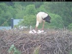 Archiv Foto Webcam Nationalpark Bayerischer Wald - Storchennest - Grafenau 07:00