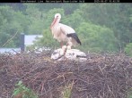 Archiv Foto Webcam Nationalpark Bayerischer Wald - Storchennest - Grafenau 09:00
