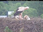 Archiv Foto Webcam Nationalpark Bayerischer Wald - Storchennest - Grafenau 13:00