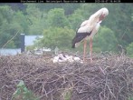 Archiv Foto Webcam Nationalpark Bayerischer Wald - Storchennest - Grafenau 17:00
