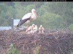 Archiv Foto Webcam Nationalpark Bayerischer Wald - Storchennest - Grafenau 19:00