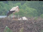 Archived image Webcam Bavarian Forest National Park - Stork Nest 09:00