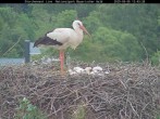 Archived image Webcam Bavarian Forest National Park - Stork Nest 11:00