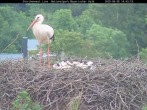Archived image Webcam Bavarian Forest National Park - Stork Nest 13:00