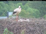 Archived image Webcam Bavarian Forest National Park - Stork Nest 15:00