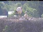 Archiv Foto Webcam Nationalpark Bayerischer Wald - Storchennest - Grafenau 07:00