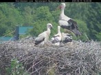 Archiv Foto Webcam Nationalpark Bayerischer Wald - Storchennest - Grafenau 13:00