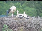 Archived image Webcam Bavarian Forest National Park - Stork Nest 15:00
