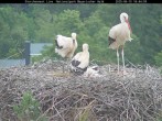 Archived image Webcam Bavarian Forest National Park - Stork Nest 17:00