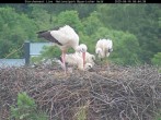 Archiv Foto Webcam Nationalpark Bayerischer Wald - Storchennest - Grafenau 05:00