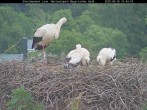 Archiv Foto Webcam Nationalpark Bayerischer Wald - Storchennest - Grafenau 09:00