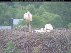 Archiv Foto Webcam Nationalpark Bayerischer Wald - Storchennest - Grafenau 11:00