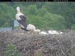 Archiv Foto Webcam Nationalpark Bayerischer Wald - Storchennest - Grafenau 13:00