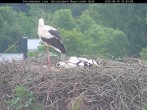 Archiv Foto Webcam Nationalpark Bayerischer Wald - Storchennest - Grafenau 15:00