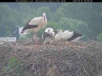 Archiv Foto Webcam Nationalpark Bayerischer Wald - Storchennest - Grafenau 07:00