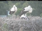 Archived image Webcam Bavarian Forest National Park - Stork Nest 03:00
