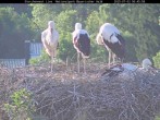 Archived image Webcam Bavarian Forest National Park - Stork Nest 05:00
