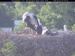 Archived image Webcam Bavarian Forest National Park - Stork Nest 06:00