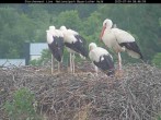 Archiv Foto Webcam Nationalpark Bayerischer Wald - Storchennest - Grafenau 07:00