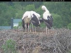 Archiv Foto Webcam Nationalpark Bayerischer Wald - Storchennest - Grafenau 09:00