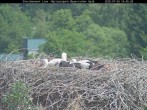 Archiv Foto Webcam Nationalpark Bayerischer Wald - Storchennest - Grafenau 13:00