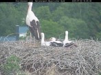 Archiv Foto Webcam Nationalpark Bayerischer Wald - Storchennest - Grafenau 15:00
