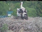 Archiv Foto Webcam Nationalpark Bayerischer Wald - Storchennest - Grafenau 10:00