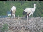 Archiv Foto Webcam Nationalpark Bayerischer Wald - Storchennest - Grafenau 12:00