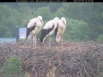 Archiv Foto Webcam Nationalpark Bayerischer Wald - Storchennest - Grafenau 07:00