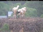 Archiv Foto Webcam Nationalpark Bayerischer Wald - Storchennest - Grafenau 08:00
