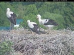 Archiv Foto Webcam Nationalpark Bayerischer Wald - Storchennest - Grafenau 15:00