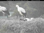 Archived image Webcam Bavarian Forest National Park - Stork Nest 03:00