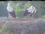Archived image Webcam Bavarian Forest National Park - Stork Nest 05:00