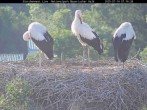 Archived image Webcam Bavarian Forest National Park - Stork Nest 06:00