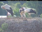Archived image Webcam Bavarian Forest National Park - Stork Nest 07:00