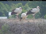 Archived image Webcam Bavarian Forest National Park - Stork Nest 09:00