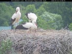 Archived image Webcam Bavarian Forest National Park - Stork Nest 11:00