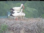 Archived image Webcam Bavarian Forest National Park - Stork Nest 13:00