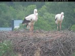 Archived image Webcam Bavarian Forest National Park - Stork Nest 15:00