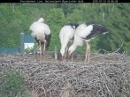 Archived image Webcam Bavarian Forest National Park - Stork Nest 17:00