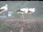 Archived image Webcam Bavarian Forest National Park - Stork Nest 19:00