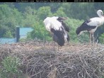 Archiv Foto Webcam Nationalpark Bayerischer Wald - Storchennest - Grafenau 11:00