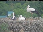 Archiv Foto Webcam Nationalpark Bayerischer Wald - Storchennest - Grafenau 13:00