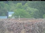 Archiv Foto Webcam Nationalpark Bayerischer Wald - Storchennest - Grafenau 05:00