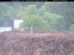 Archiv Foto Webcam Nationalpark Bayerischer Wald - Storchennest - Grafenau 05:00