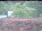 Archiv Foto Webcam Nationalpark Bayerischer Wald - Storchennest - Grafenau 07:00