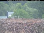Archiv Foto Webcam Nationalpark Bayerischer Wald - Storchennest - Grafenau 05:00