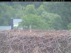Archiv Foto Webcam Nationalpark Bayerischer Wald - Storchennest - Grafenau 06:00