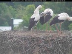 Archiv Foto Webcam Nationalpark Bayerischer Wald - Storchennest - Grafenau 09:00